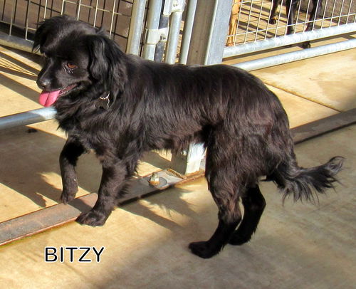 Bitzy