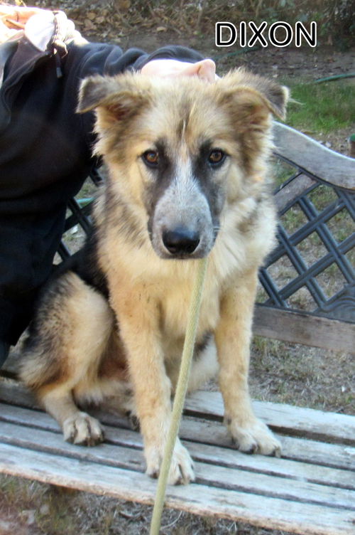 Dixon