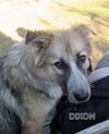 Dixon