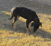Angus