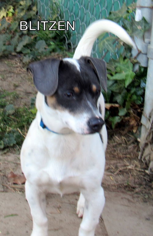 Blitzen