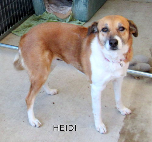 Heidi