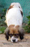 Mavis