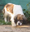 Mavis