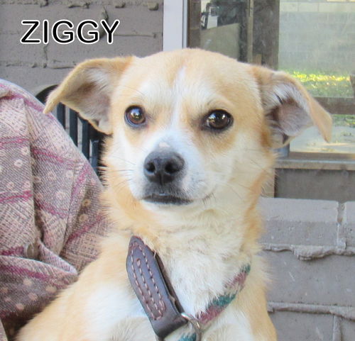 Ziggy