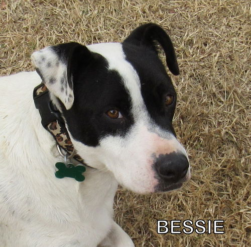 Bessie