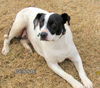 Bessie