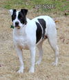 Bessie