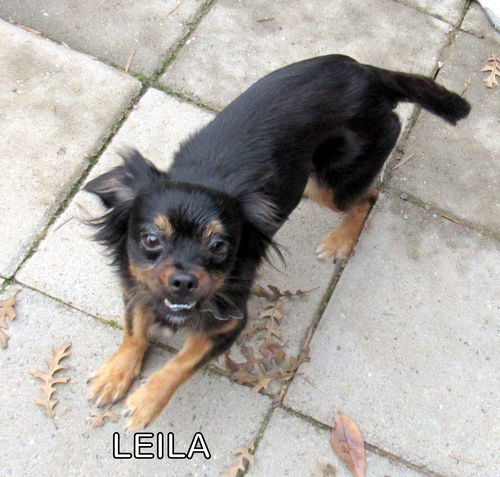 Leila