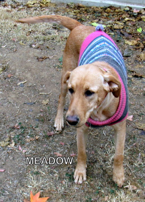 Meadow