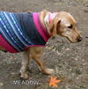 Meadow