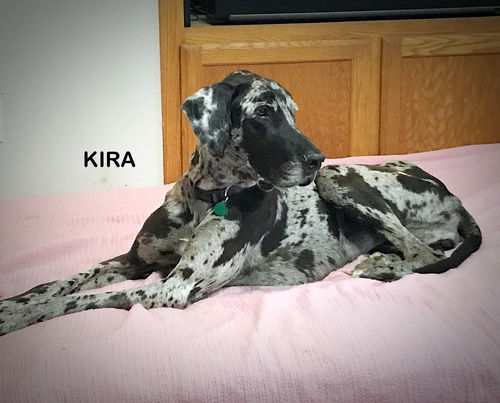 Kira (Ritzy)