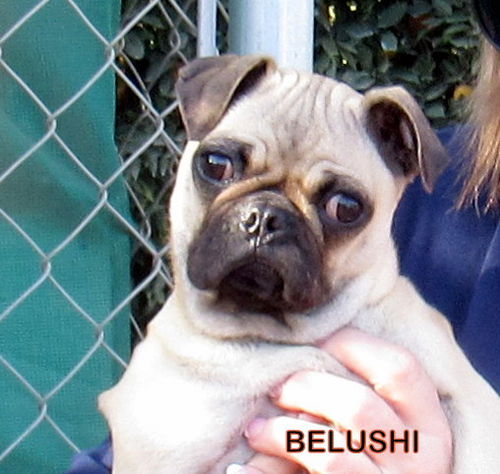 Belushi (Posh Puppy)