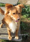 Sawyer