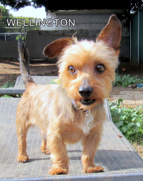 Wellington (Ritzy)