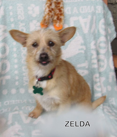 Zelda