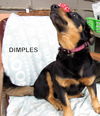 Dimples