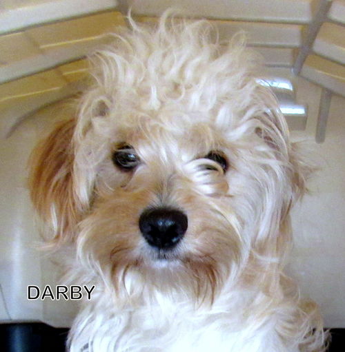 Darby (Ritzy)