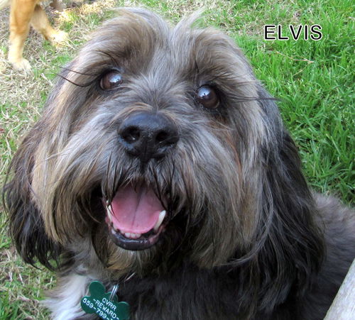 Elvis (Ritzy)