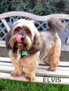 Elvis (Ritzy)