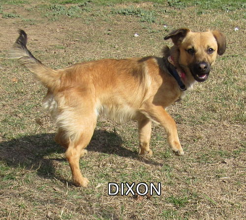 Dixon