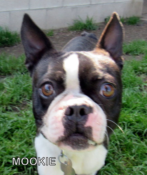 Mookie (Ritzy)