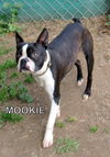 Mookie (Ritzy)