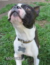 Mookie (Ritzy)