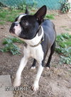 Mookie (Ritzy)