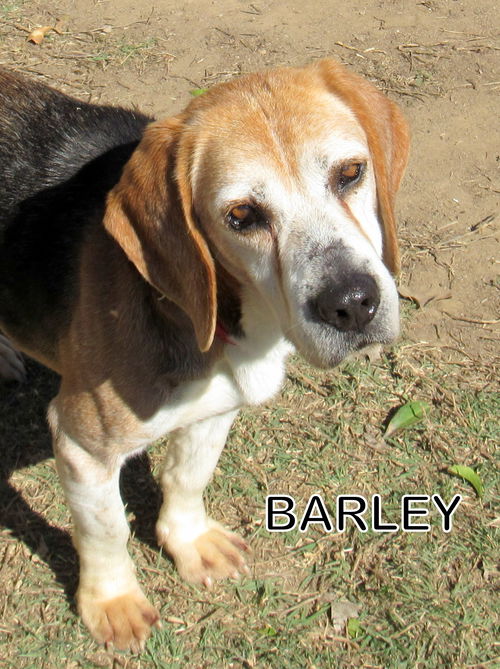 Barley (GrandPaws)