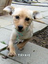 Trixie