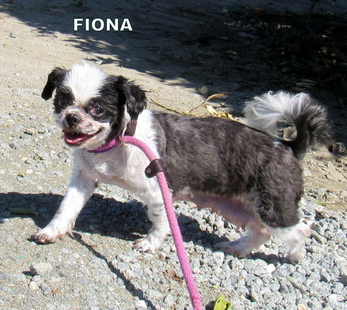 Fiona (GrandPaws)