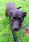 Zena