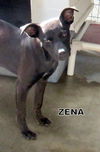 Zena