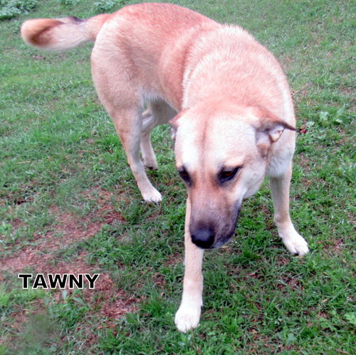 Tawny