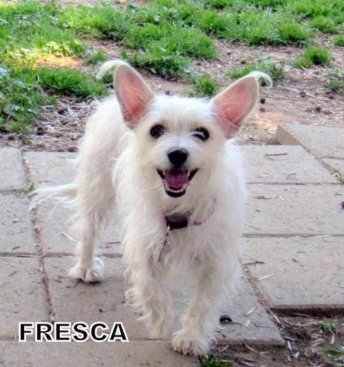 Fresca