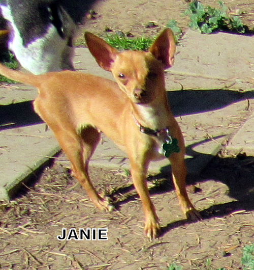 Janie