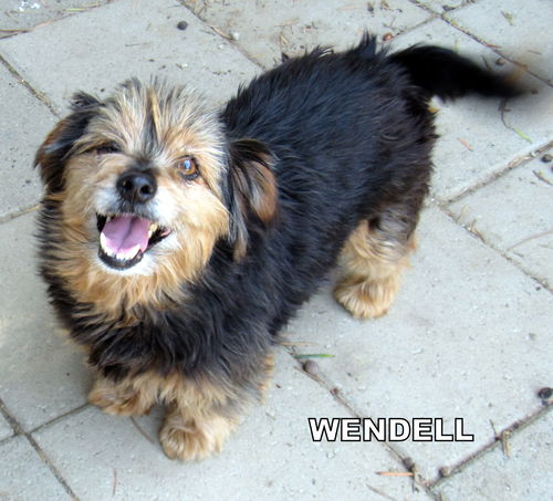 Wendell (Ritzy-GrandpawsO