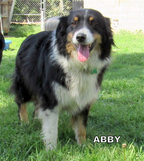 Abby (Ritzy)