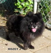 Mozey J (Ritzy)