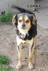 Corky