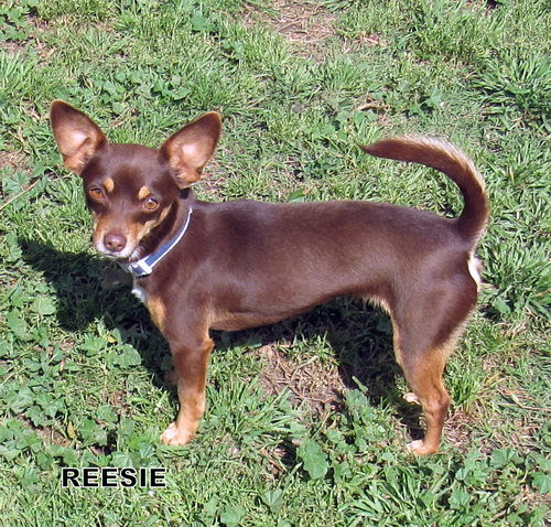 Reesie
