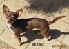 Reesie