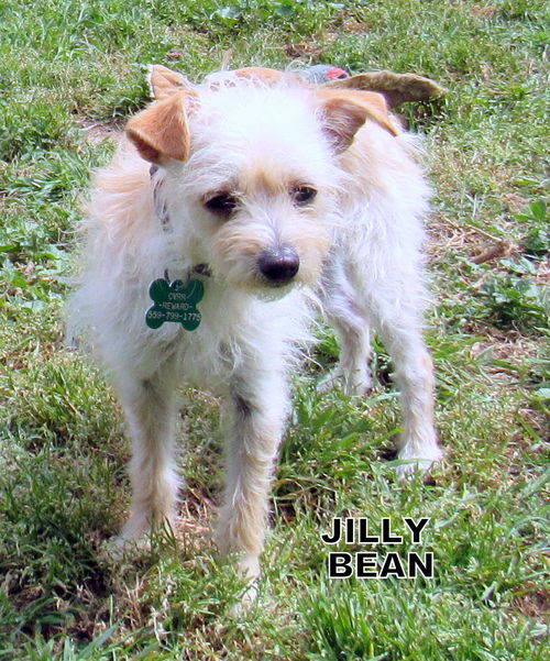 Jilly Bean