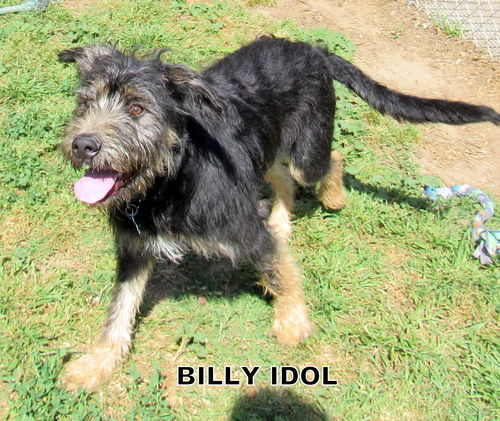 Billy Idol