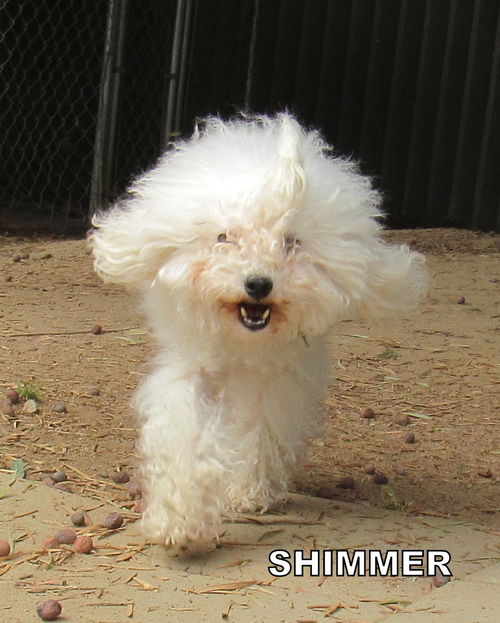 Shimmer (Ritzy)