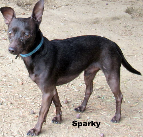 Sparky