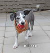 Dexter (GrandPaws)