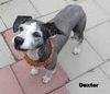 Dexter (GrandPaws)