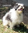 ChaCha (Ritzy)